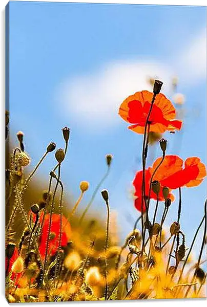 Постер на подрамнике - Маки