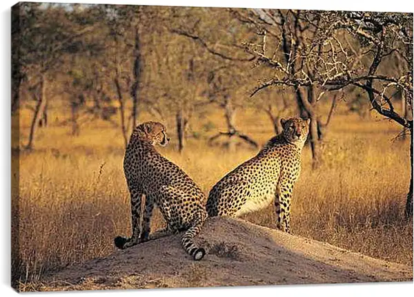 Постер на подрамнике - Гепарды