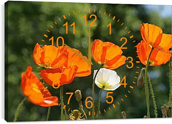 Часы картина - Маки