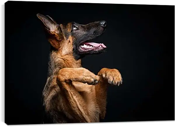 Постер на подрамнике - Овчарка