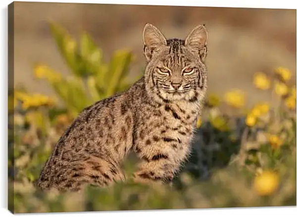 Постер на подрамнике - Рысь