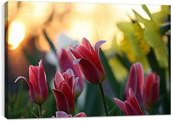 Постер на подрамнике - Тюльпаны