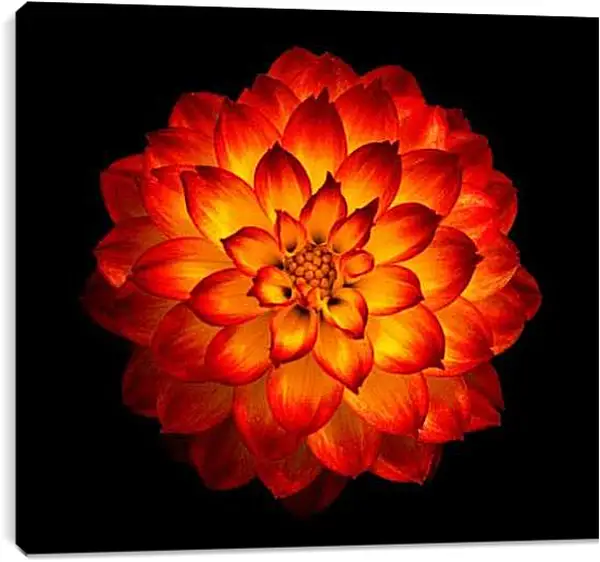 Постер на подрамнике - Огненный георгин