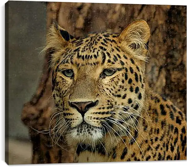 Постер на подрамнике - Леопард