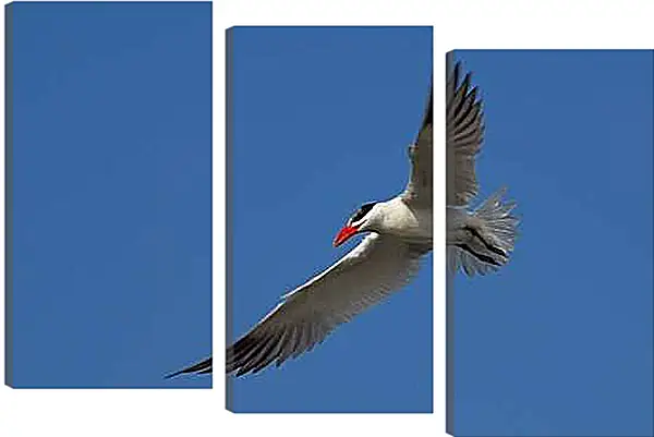 Модульная картина - Чайка