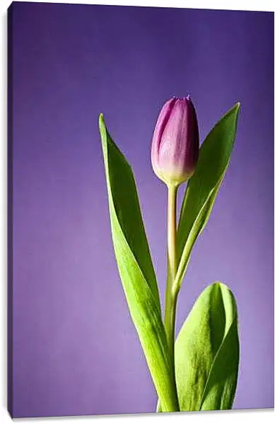 Постер на подрамнике - Тюльпан