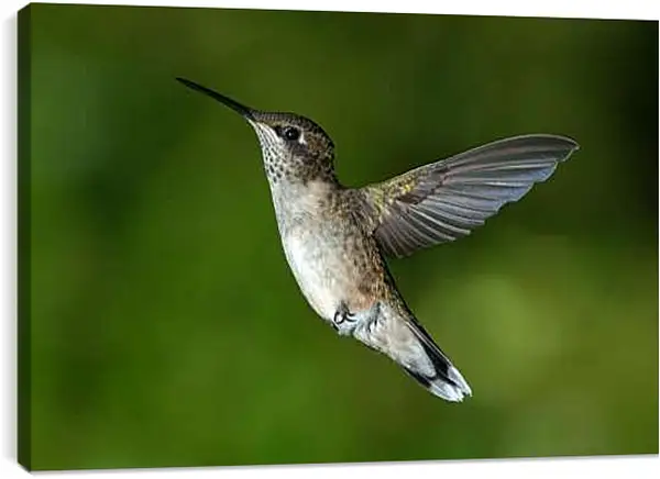 Постер на подрамнике - Колибри