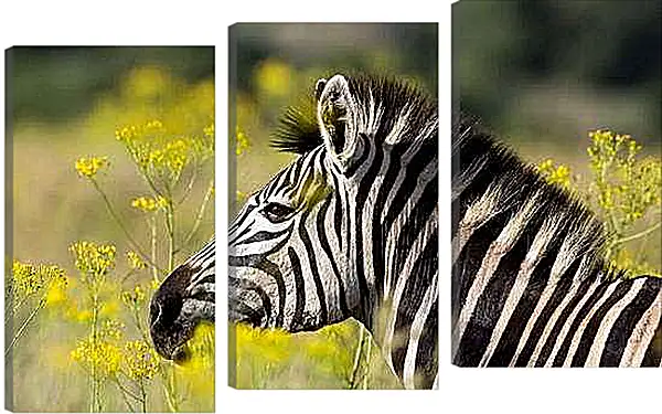 Модульная картина - Зебра