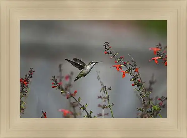 Картина в раме - Колибри