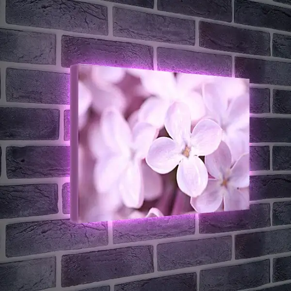 Лайтбокс световая панель - Лепестки сирени макро