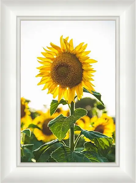 Картина в раме - Подсолнух в поле