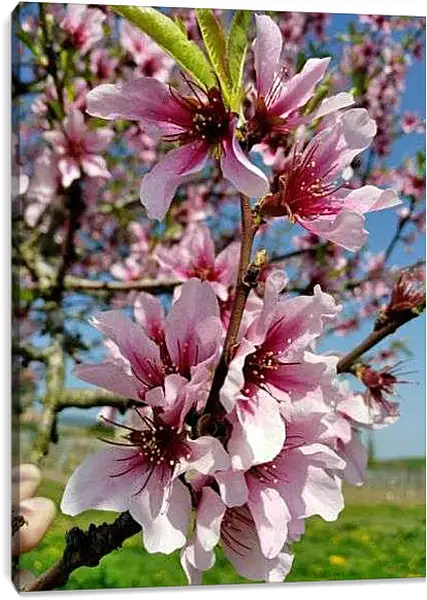 Постер на подрамнике - Весенний цвет