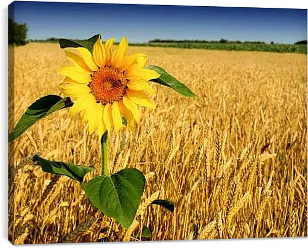 Постер на подрамнике - Подсолнух с колосьями