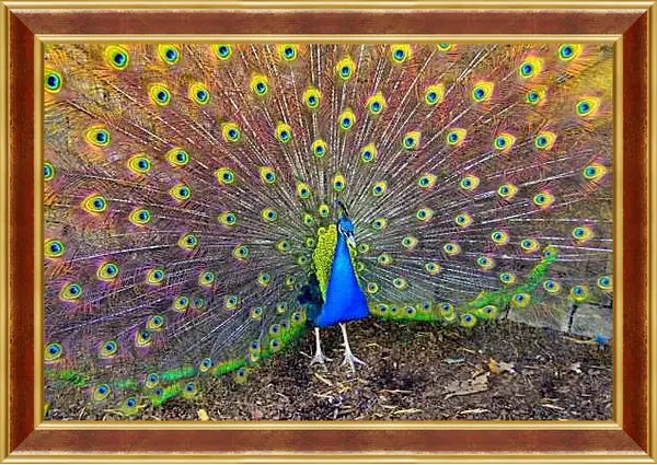 Картина в раме - Павлин с распущенным хвостом
