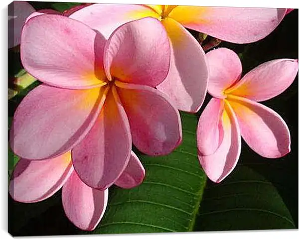 Постер на подрамнике - Плюмерия