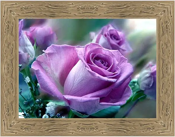 Картина в раме - Сиреневая роза