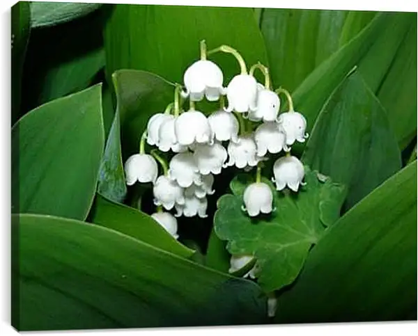 Постер на подрамнике - Ландыши