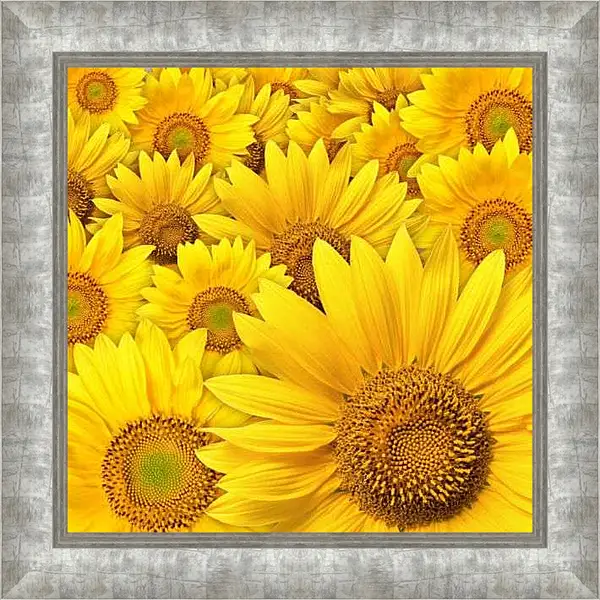 Картина в раме - Много подсолнухов