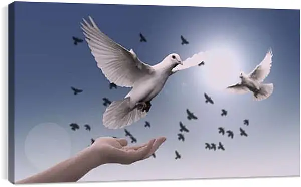 Постер на подрамнике - Птицы мира. Голуби