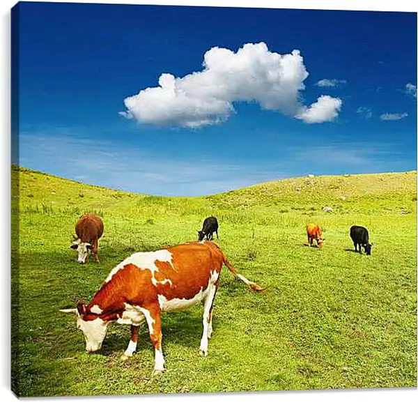 Постер на подрамнике - Коровы на поле
