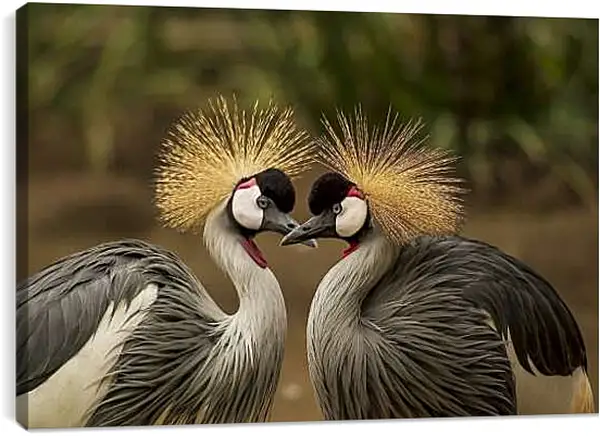 Постер на подрамнике - Птицы краны