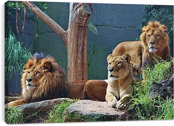 Постер на подрамнике - Львы