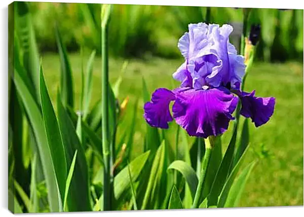 Постер на подрамнике - Ирис