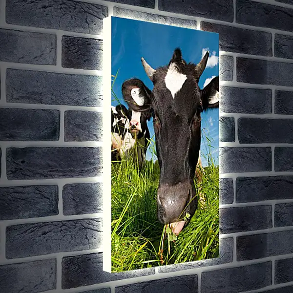 Лайтбокс световая панель - Коровушка
