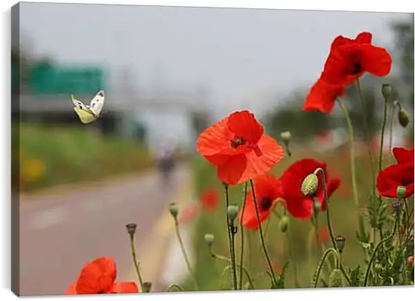 Постер на подрамнике - Маки