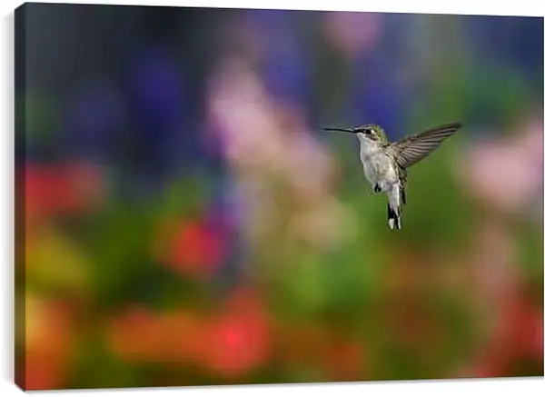 Постер на подрамнике - Колибри