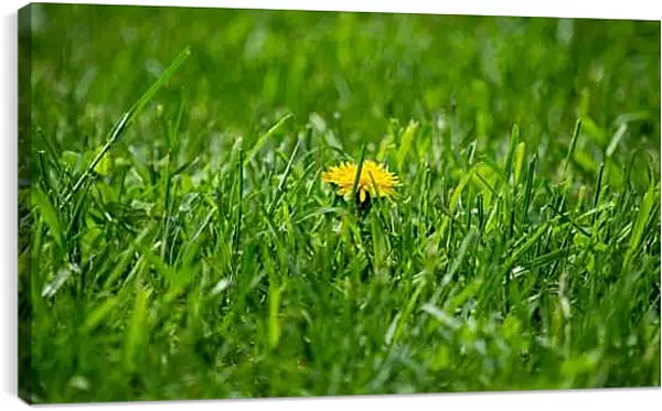 Постер на подрамнике - Жёлтый одуванчик в зелёной траве