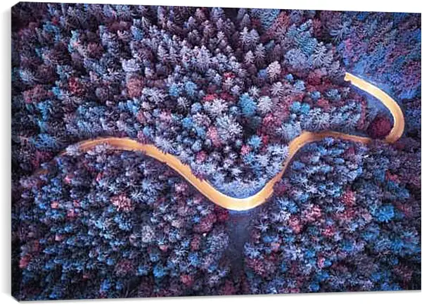 Постер на подрамнике - Дорога проходящая в лесу