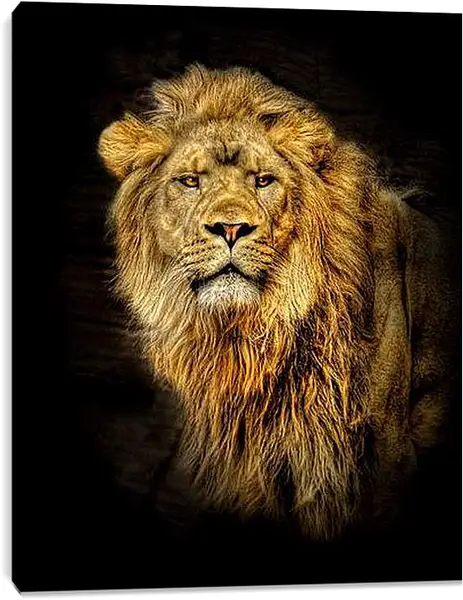 Постер на подрамнике - лев