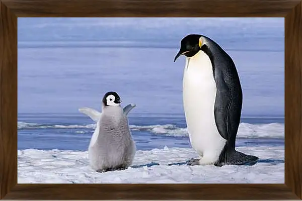 Картина в раме - Пингвин с детёнышем