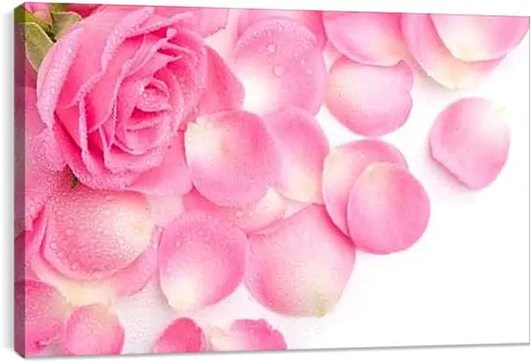 Постер на подрамнике - Роза и лепестки