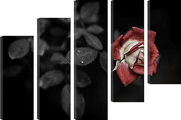 Модульная картина - Роза