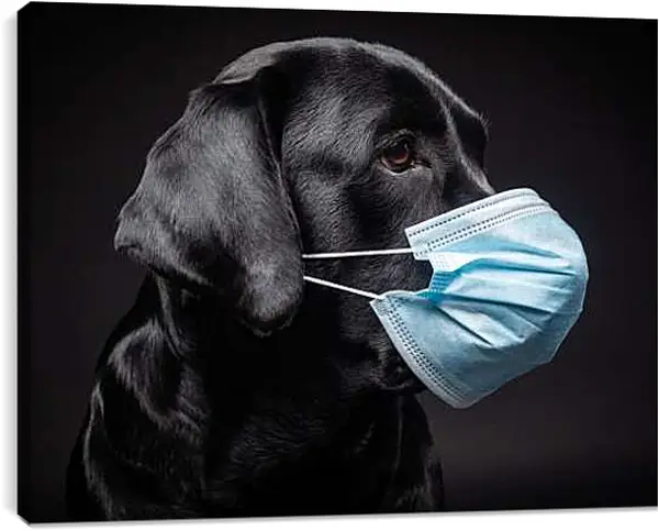 Постер на подрамнике - Дог в медицинской маске