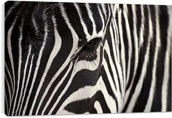 Постер на подрамнике - Зебра