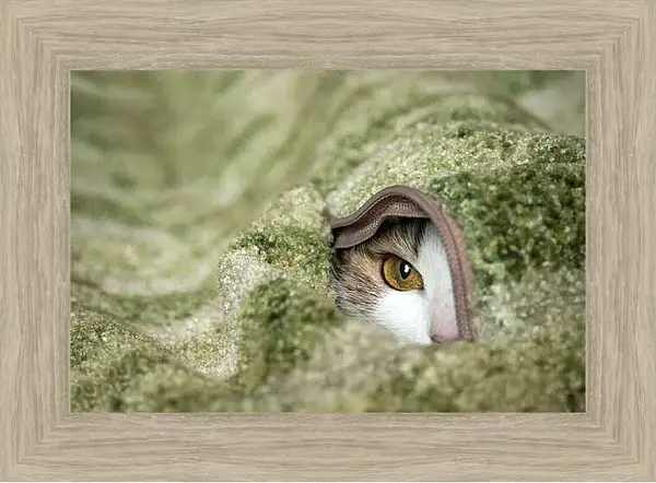 Картина в раме - Портрет кошки на зеленом фоне