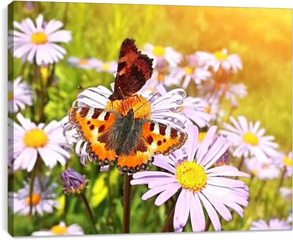 Постер на подрамнике - Бабочка и орхидеи