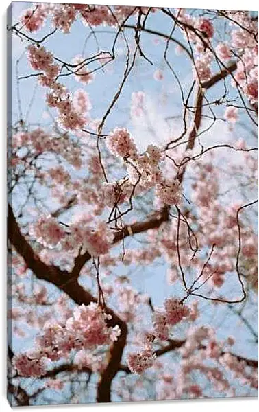 Постер на подрамнике - Дерево Сакуры