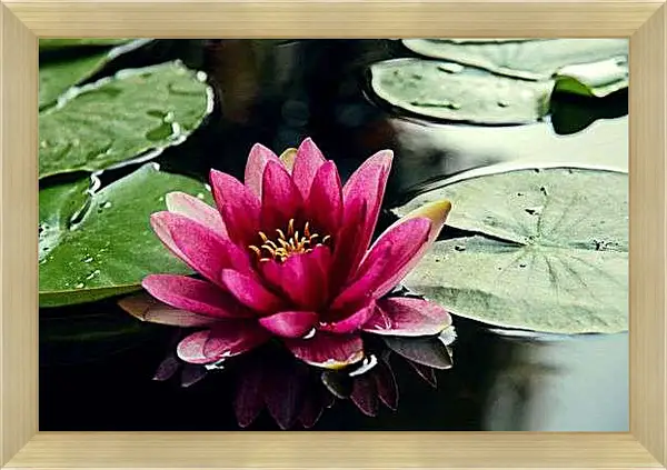 Картина в раме - Яркий лотос