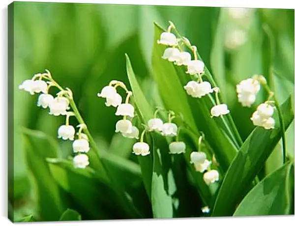 Постер на подрамнике - Ландыши