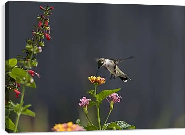 Постер на подрамнике - Колибри