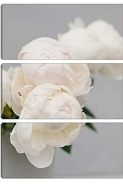 Модульная картина - Пионы