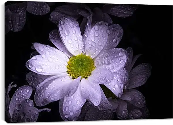 Постер на подрамнике - Маргаритка