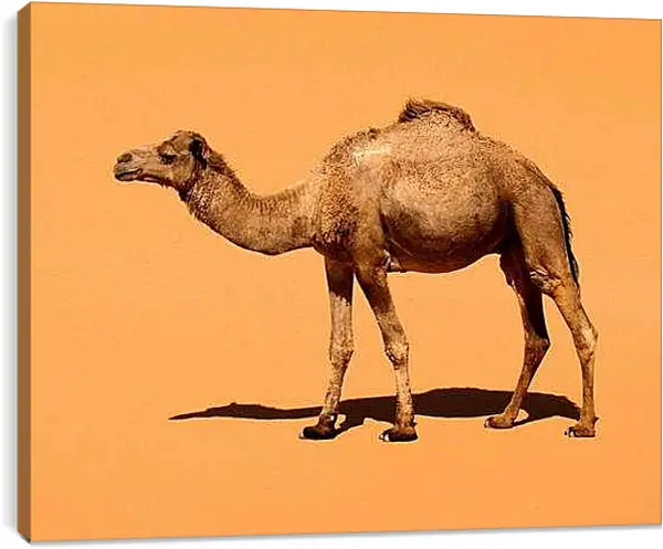 Постер на подрамнике - Верблюд
