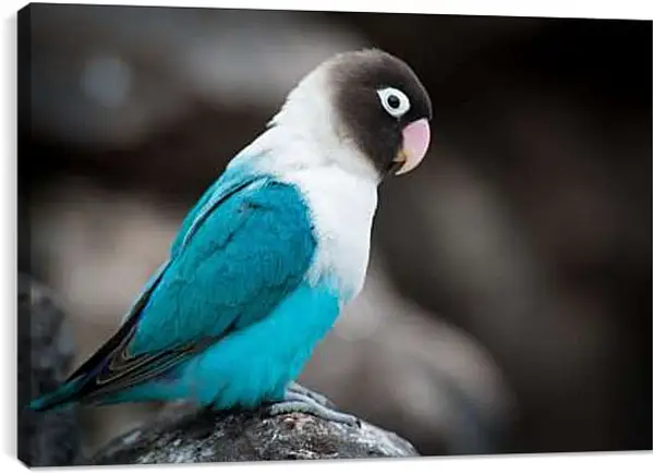 Постер на подрамнике - Попугай сидит на камне