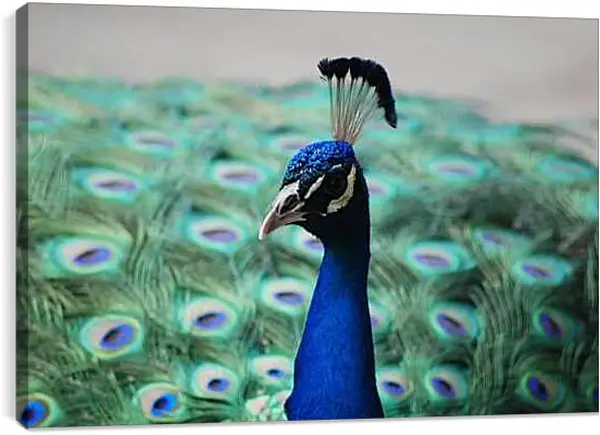Постер на подрамнике - Павлин с распущенным хвостом