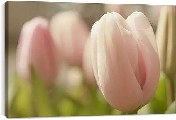 Постер на подрамнике - тюльпаны